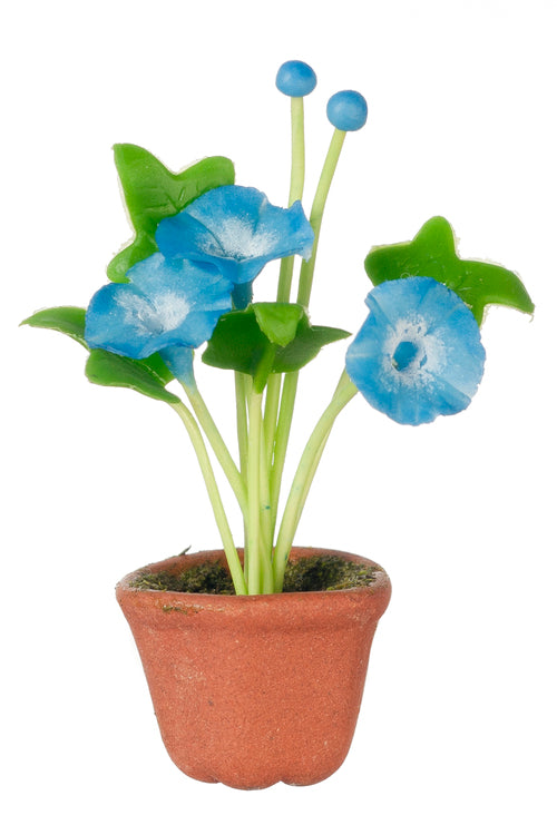 Morning Glories In Pot, Bright Blue