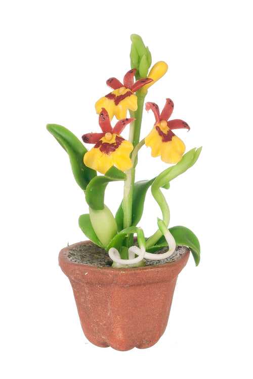 Oncidium Orchid In Pot, Yellow