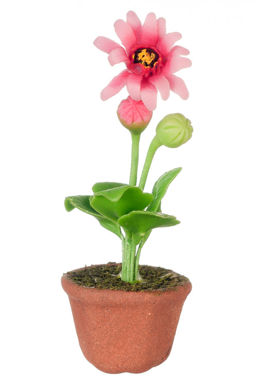 Gerbera Daisy In Pot, Pink