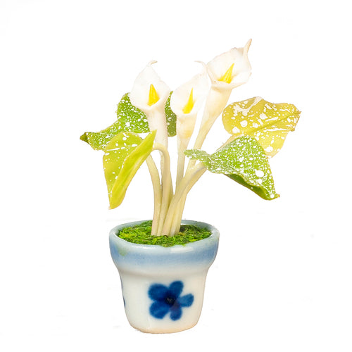 Calla Lily In Pot, White