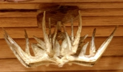 Antler Chandelier
