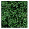 Foliage, Evergreen, 30g