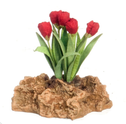 Tulips Plant on Rock, Red