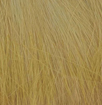 Field Grass, Harvest Gold