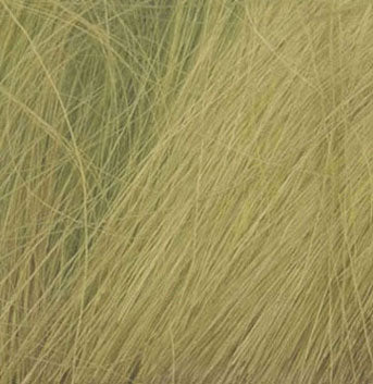 Field Grass, Light Green