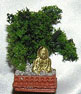 Bonsai Tree