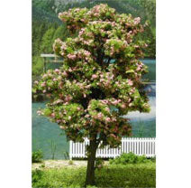 6" Blossom Tree, 2pc