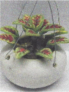 Hanging Basket, Green Plants