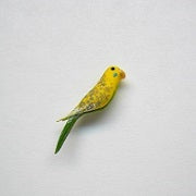 Parakeet, Green & Yellow