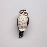 Hawk Owl, Brown