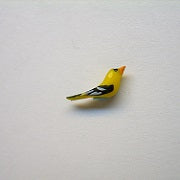 Gold Finch, Male Bright Yellow