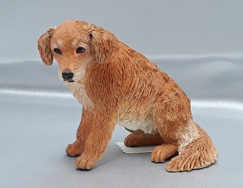 Amber, Golden Retriever/Sitting