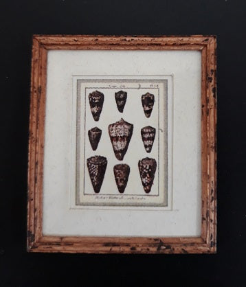 Framed Print, Seashell Chart