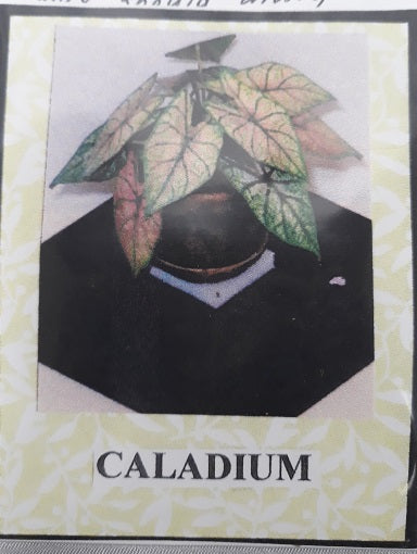 Caladium Flower Kit