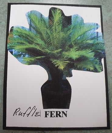 Fern Ruffle Flower Kit