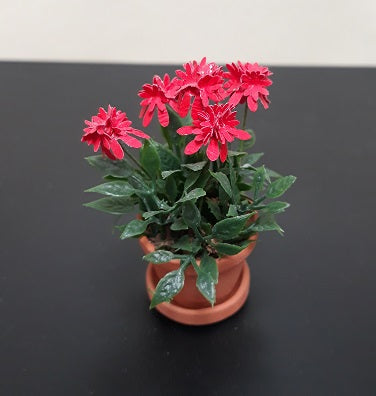 Red Cone Flowers in Terra Cotta Pot