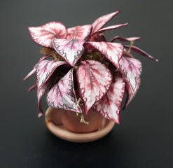 Pink Coleus Plant in Terra Cotta Pot with Saucer