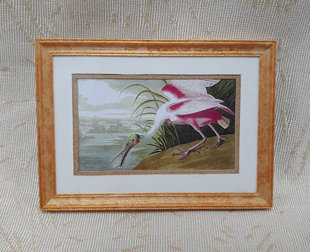 Framed Print, Spoonbill Bird