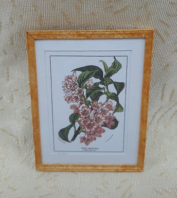 Framed Print, Weigela Flower