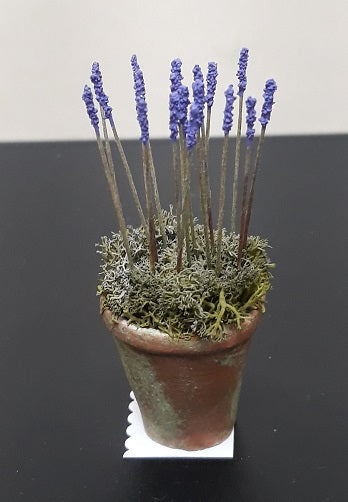 French Lavender in Aged Pot