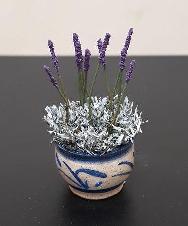 French Lavender in Pot