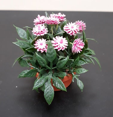 Pink Mums in Clay Pot