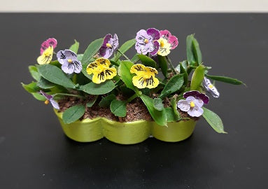 Pansy in 3 Pots