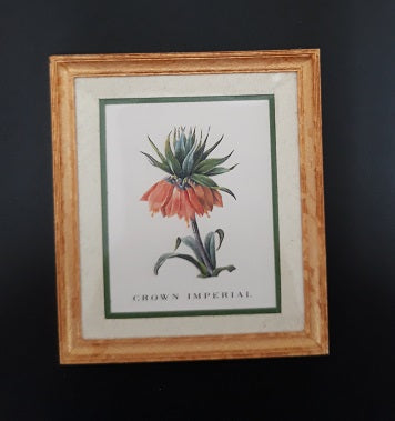 CRH273, Framed Print, Crown Imperial