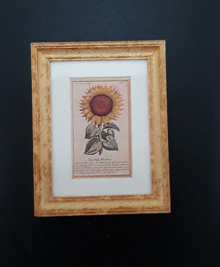 CRH271, Framed Print, Sunflower