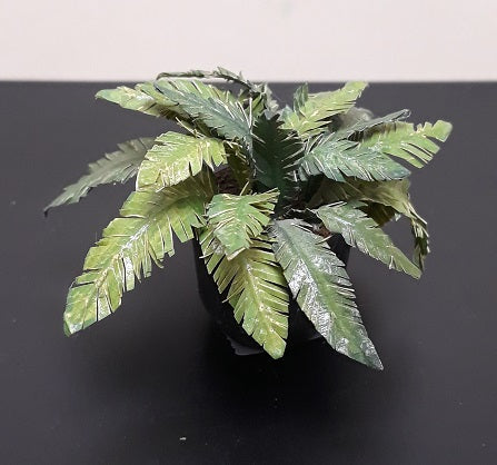 Fern in Black, Green Pot