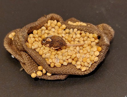 Burlap Sack of Grains with Mouse