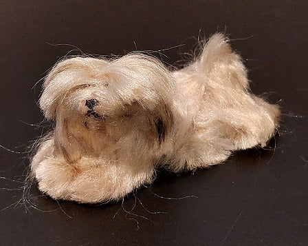 Lhasa Apso Dog, Laying