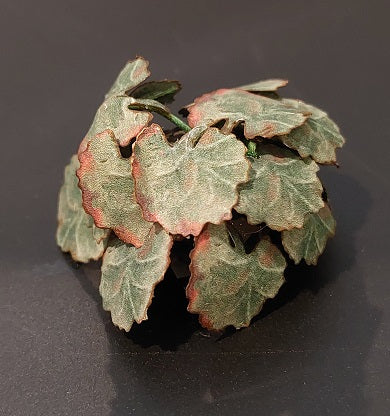 Ivy Geranium Plant, No Bloom