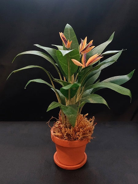 Bird of Paradise Floor Plant