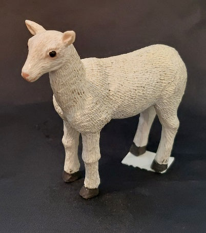 Lamb, Sheared