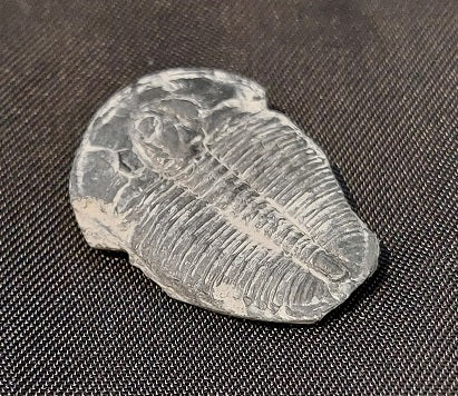 Trilobite Fossil Rock Figurine, Large