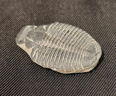 Trilobite Fossil Rock Figurine, Medium