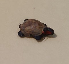 1/2" Scale Turtle