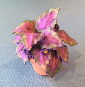 House Plant Kit, 231