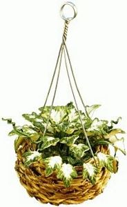 Ivy in a Hanging Basket