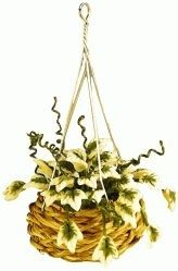 English Ivy in Hanging Woven Basket