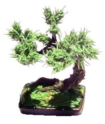 Bonsai Tree