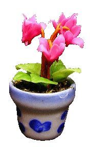 Pink Fushia in Blue Design Pot