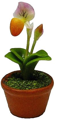 Strawberry Lady Slipper in Pot