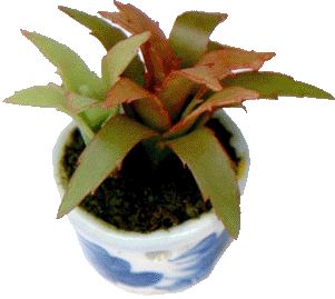 Christmas Cactus in Pot