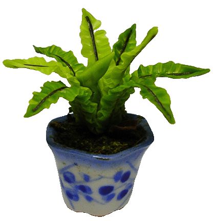 Broad Leaf Fern in Pot