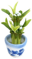 Lucky Bamboo in Blue Pot