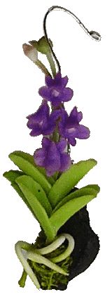 Hanging Orchid, Purple