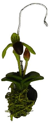 Lady Slipper Orchid, Deep Red