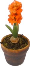 Hyacinth in Pot, Apricot